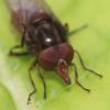 Rhingia campestris